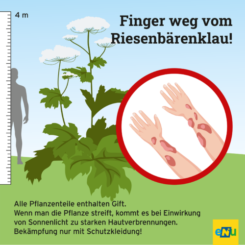 eine große Pflanze mit bis zu 4m höhe, Hände mit Brandblasen in einem Kreis