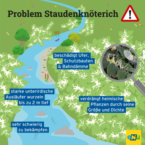 Infografik: ein Bach fließt in der Mitte, rechts und links wächst der Staudenknöterich mit weißen Blüten