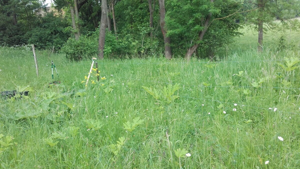 Wiese mit Riesenbärenklau