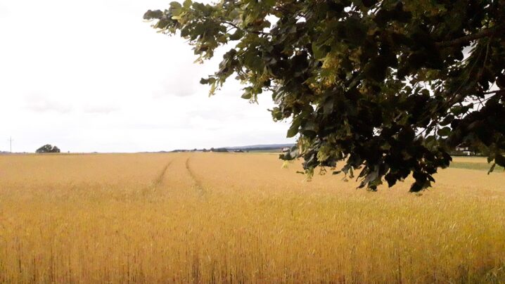 Feld mit Lindenbaum im Vordergrund