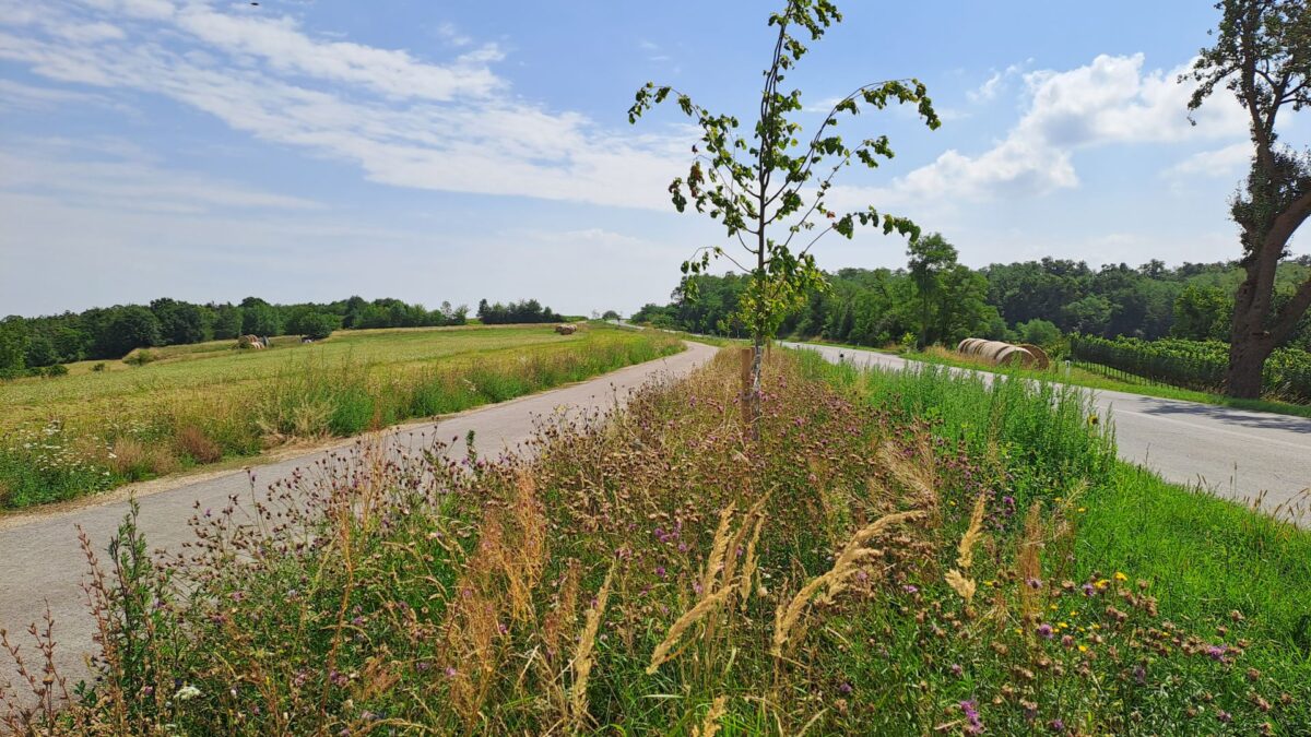 Blühstreifen mit Bäumen in der Mitte, rechts Fahrbahn, links Rad- und Fußgängerweg