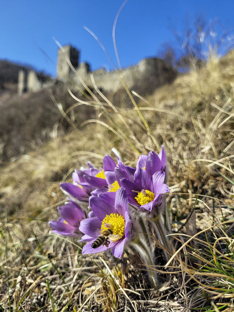 Trockene Wiese, Biene fliegt auf lila Kuhschelle, hellblauer Himmel im Hintergrund