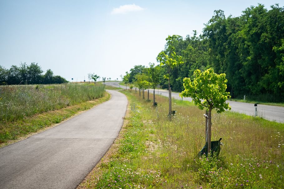 Rechts Feld, Radweg, Grünstreifen mit Bäumen, dann Straße