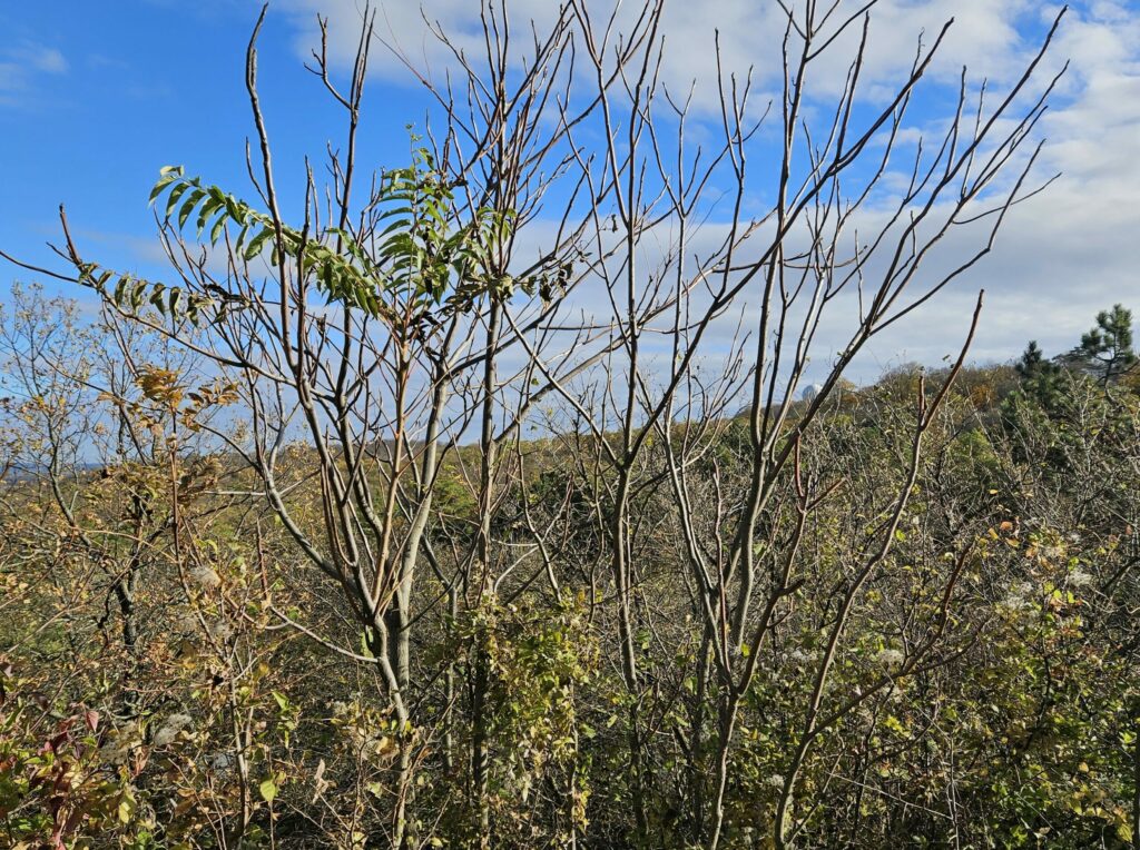 Götterbaum im Herbst im Wald