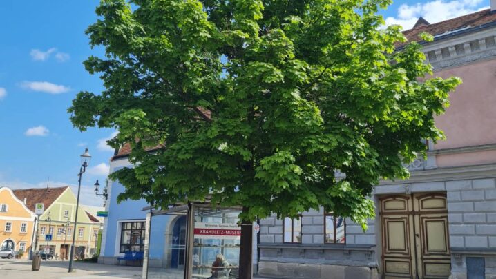 Großer belaubter Baum auf Platz, hellblauer Himmel mit einer weißen Wolke