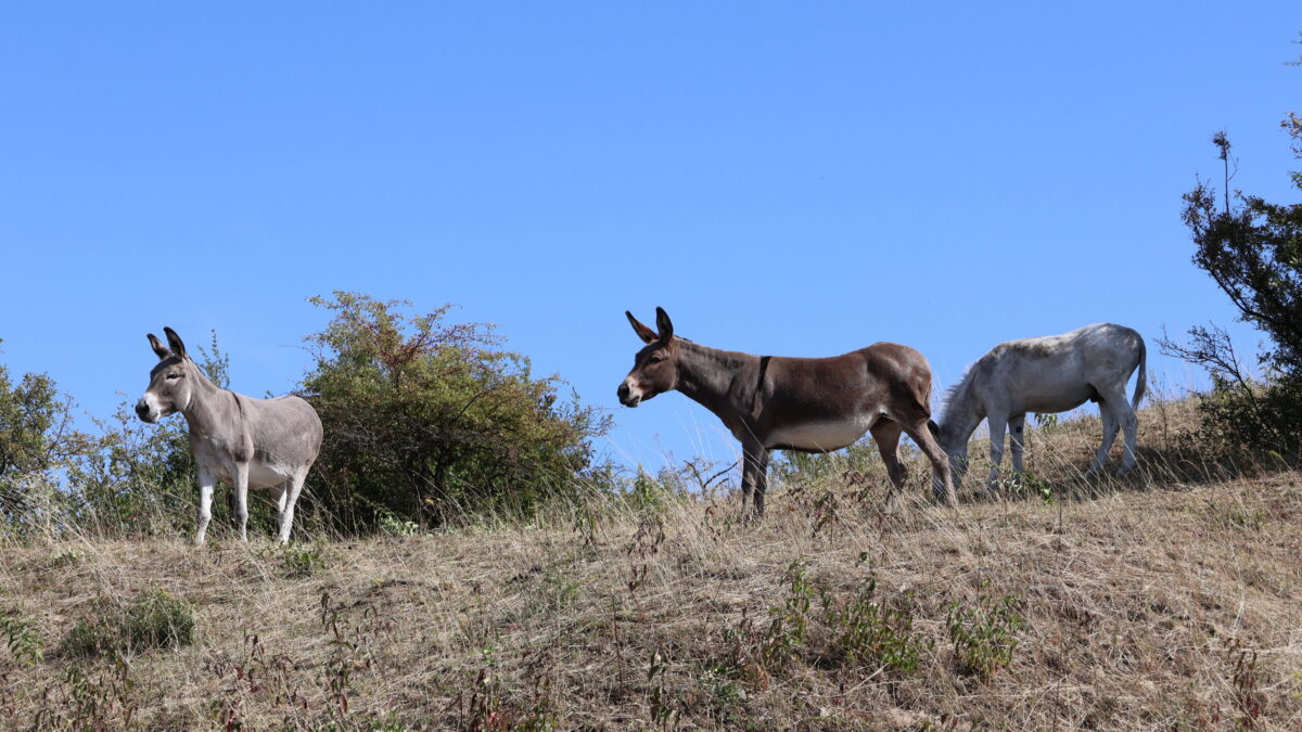 Drei Esel stehen auf trockener Wise zwischen Gebüsch, sehr blauer Himmel