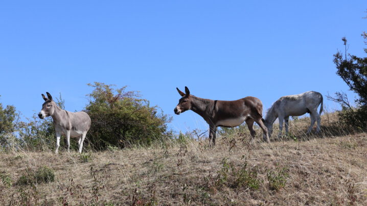 Drei Esel stehen auf trockener Wise zwischen Gebüsch, sehr blauer Himmel