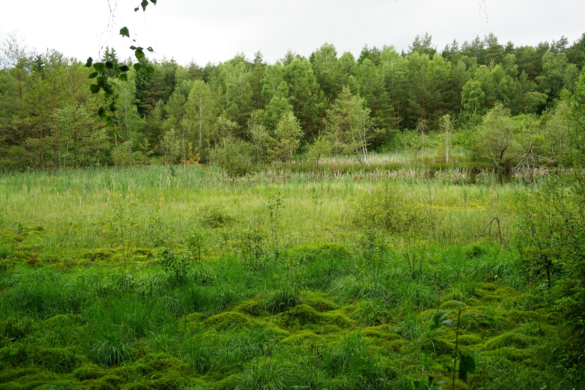 Warum Moore wichtig sind Klimafit