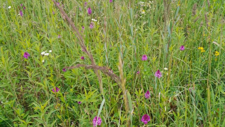 Wiese mit bunten Blumen