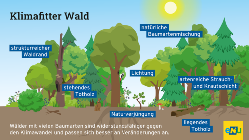 Unterschiedliche Baumarten, Sträucher, Gräser und Waldbewohner sind abgebildet.