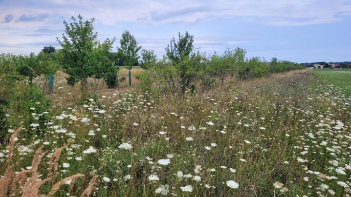 Feld mit jungen Bäumen und Sträuchern, weiß blühende Blumen im Krautsteifen, im Hintergrund Häuser