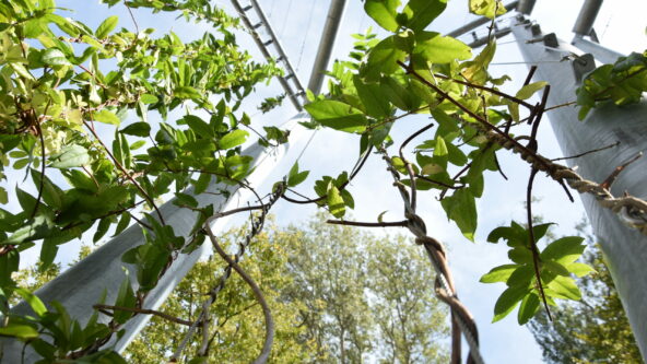 Pflanzen ranken sich ein Gerüst empor