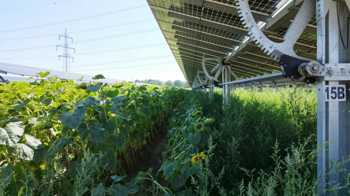 Auf einem Feld werden landwirtschaftliche Kulturen zwischen PV-Paneelen angebaut.