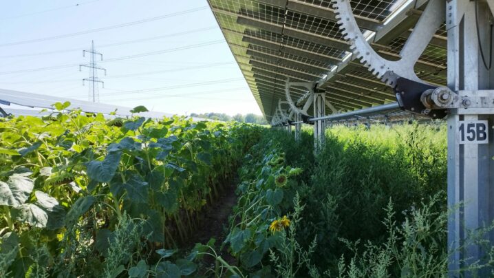 Auf einem Feld werden landwirtschaftliche Kulturen zwischen PV-Paneelen angebaut.