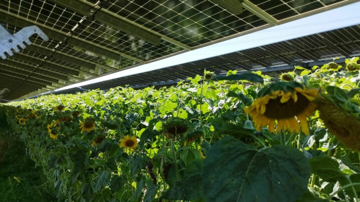 Auf einem Feld werden Sonnenblumen zwischen PV-Panelen angebaut.