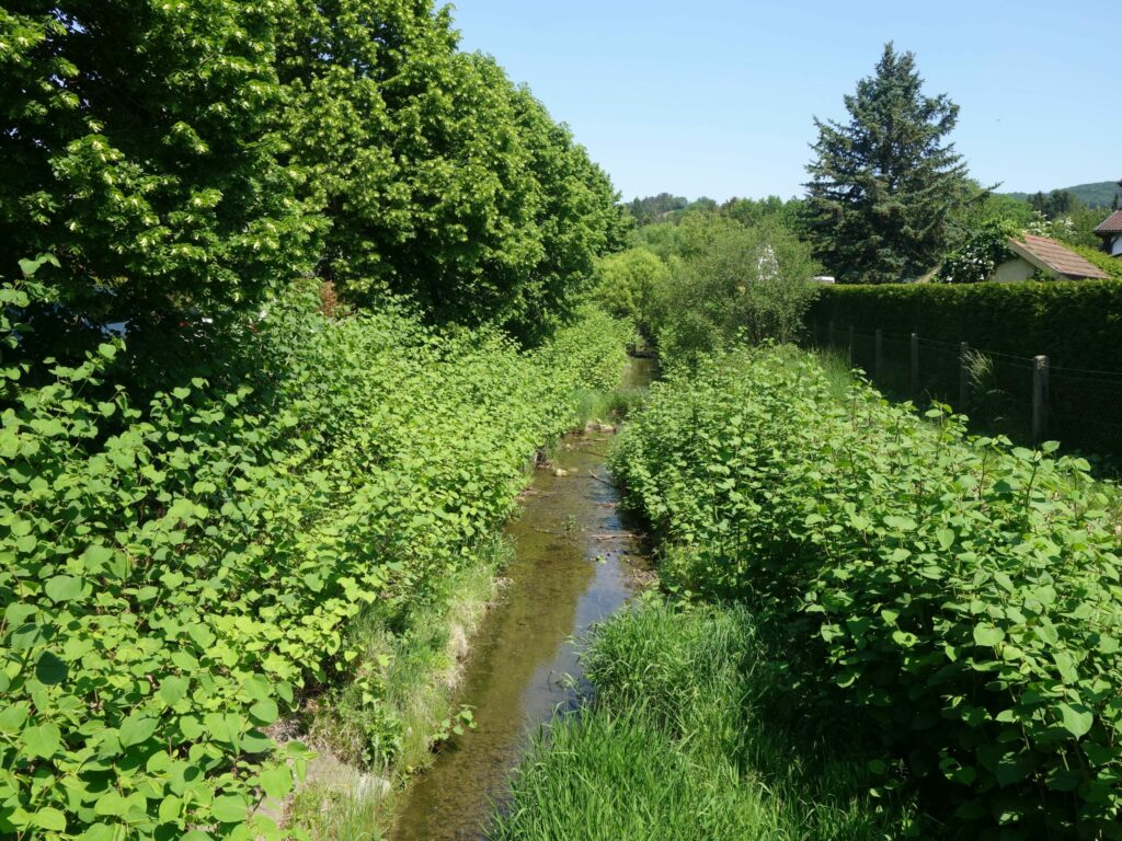 Der Japanische Staudenknöterich hat sich stark ausgebreitet und überwuchert heimische Vegetation.