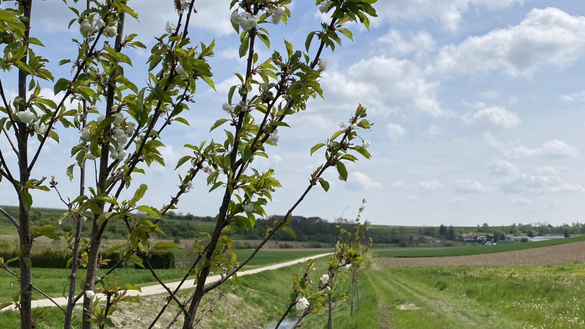 Blühender Baum neben Weidenbach