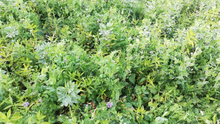 Zwischenfrüchte sind aufgegangen mit Leguminosen im Ackerbau