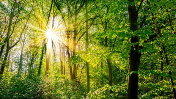 Sonne scheint durch Laubwald