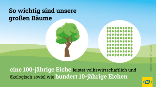 Vergleich von einem alten Baum und vielen jungen Bäumen