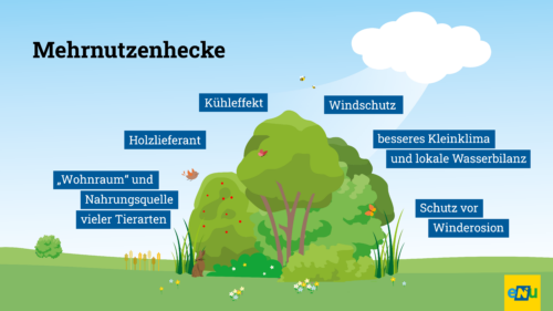 Hecken erfüllen viele verschiedene Funktionen